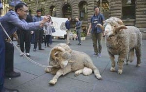 Merino rams Fred and Truffles streetside during Wool Week Australia