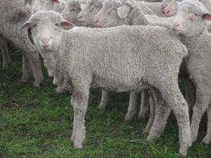 These mid-March shorn September-October drop Merino wether lambs, 12.3kg cwt and mostly score 1, sold for $90 at Wakool in NSW's Riverina on AuctionsPlus yesterday. 
