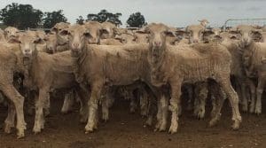 These August-September drop ealry May shorn Merino wethers, 13.3kg cwt and mostly score 2, sold for $85 at Willaura, Victoria, on AuctionsPlus this week. 