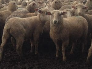 These mid-January shorn September-October drop Poll Dorset cross lambs, 13.9kg cwt and mostly score 2, sold for $111 at Avenel in Victoria on AuctionsPlus yesterday.