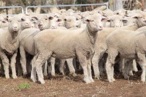 These mid-May shorn September-October drop Poll Dorset cross lambs, 16.5kg cwt and mostly score 2, sold for $111 on AuctionsPlus at Armidale, NSW, this week.