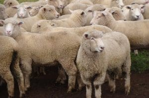 These August-September drop early February shorn Poll Dorset cross lambs, 24kg cwt and mostly score 3, sold for $154, at Cressy in Tasmania on AuctionsPlus this week.