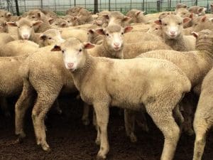 These February-Marrch 2016-drop Poll Dorset cross lambs sold for $86.50 at Cootamundra on AuctionsPlus last week.