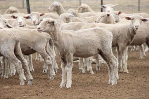 These early May shorn September-October drop White Suffolk cross lambs, 14.7kg cwt and mostly score 2, sold for $110 at Armidale, NSW, on AuctionsPlus this week.
