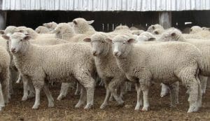These unshorn October-November drop White Suffolk cross lambs, 13.8kg cwt and mostly score 1, sold for $110.50 at Bolivia, NSW, on AuctionsPlus last week.