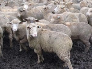 These August-September drop White Suffolk cross lambs at Nile in Tasmania, 23kg cwt and score, sold for $145.50 on AuctionsPlus last week.