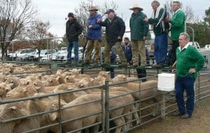 The Landmark team selling lambs at Ouyen this week.