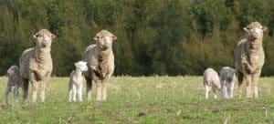 Merino ewes and lambs WA