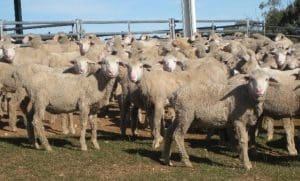 These September-October drop mid-Aporil shorn Merino wether lambs, 11.6kg cwt and mostly score 2, sold for $78.50 at Beechworth, Victoria, on AuctionsPlus last week.