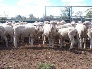 Sheep being prepared for trucking.