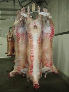 Dorper lamb carcases.