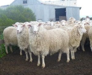 These unjoined 13-14 month-old late October shorn first cross ewes sold for $224.50 at Kanagulk Victoria, on AuctionsPlus last week.
