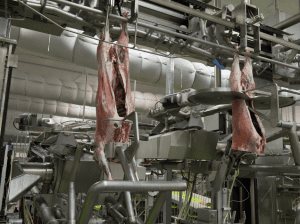 Robotic lamb processing in JBS Australia's Bordertown, SA plant. Data captured from scanning technologies used in the process will be included in the new value chain digital strategy.