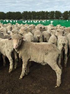 These early April shorn Merino wether lambs, 10.8kg cwt and mostly score 2, sold for $75 at Woorndoo in Victoria on AuctionsPlus last week. 