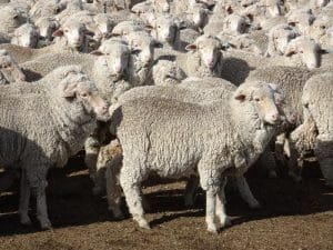 These 8-10 month-old unshorn Merino wethers sold for $95 at Armidale, NSW, on AuctionsPlus last week.