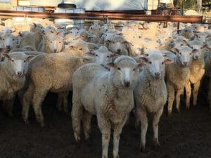 These 200 late January shorn November drop mixed sex first cross lambs, 13.3kg cwt and score 2, sold for $100 at Narromine in NSW on AuctionsPlus yesterday.