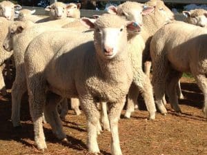 These early March shorn October-November drop Poll Dorset cross lambs, 14.9kg cwt and mostly score 2, sold for $105 at Candelo, NSW, on AuctionsPlus yesterday.