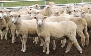 These late-February shorn September-October drop Poll Dorset cross lambs, 18.9kg cwt and mostly score 2, sold for $131.18 at Walcha, NSW, on AuctionsPlus last week.