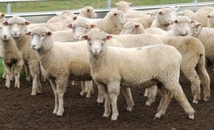 These late-February shorn September-October drop Poll Dorset cross lambs, 18.9kg cwt and score 2, sold for $131.18 at Walcha, NSW, on AuctionsPlus yesterday.