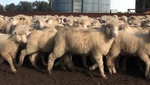 These February-March 2016-drop Poll Dorset cross lambs, 14.3kg cwt and mostly score 2, sold for $$115 at Temora, NSW, on AuctionsPlus yesterday.