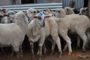 These September-October drop early-April shorn Suffolk cross lambs, 15.1kg cwt and mostly score 1, sold for $90.50 at Muckadilla, Queensland, on AuctionsPlus yesterday.