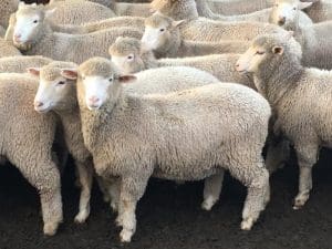 These 4-6 month-old White Suffolk cross lambs, 16.6kg cwt and mostly score 2, at Temora in New South Wales, sold for $116 on AuctionsPlus yesterday.