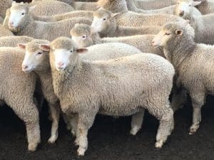 These 4-6 month-old White Suffolk cross lambs, 16.6kg cwt and mostly score 2, at Temora in New South Wales, sold for $116 on AuctionsPlus yesterday.