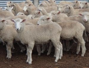 These August-October drop mixed sex first cross lambs, 11.5kg cwt and mostly score 2, sold for $80 at Barraba, NSW, on AuctionsPlus yesterday.