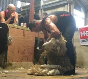 Matt Smith world shearing record attempt. Picture - AgriCamera