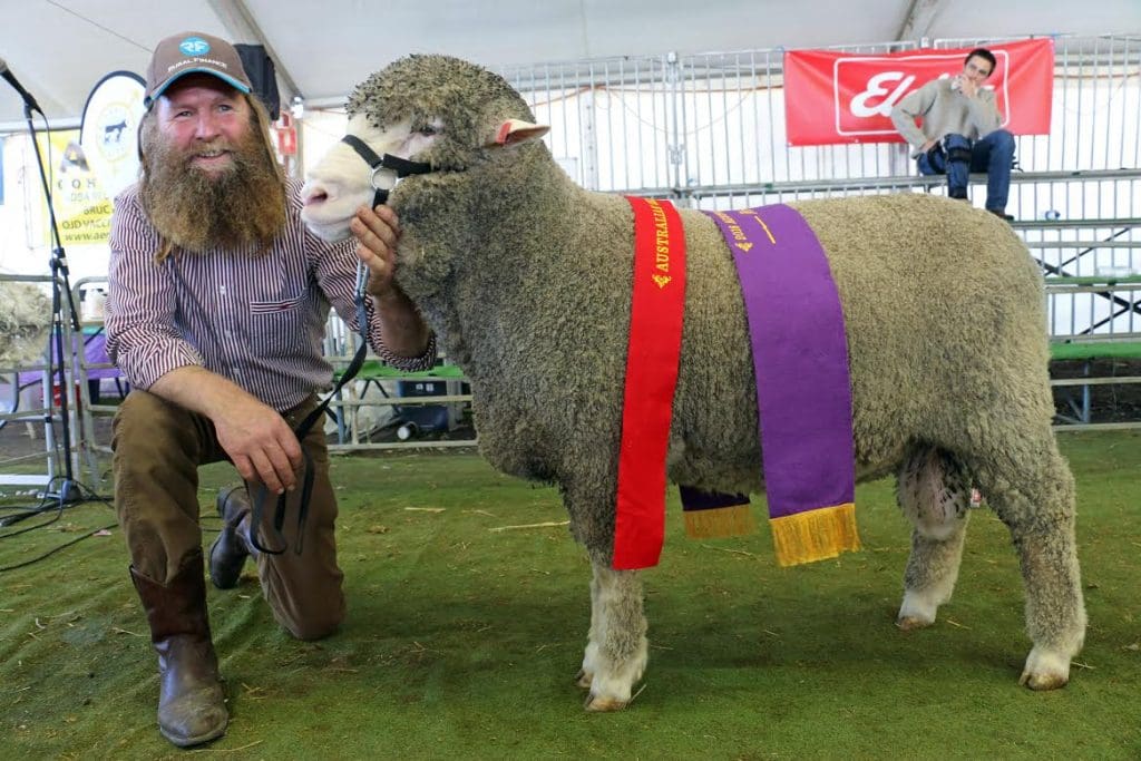 Dohne future linked to dual purpose Merino breeding values and genomics