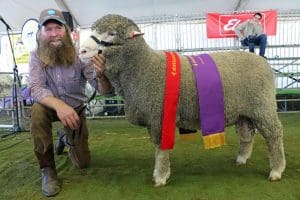 Murray Rogerson, Stirling Dohnes, Glenthompson, Vic, exhibited the reserve grand champion Dohne ram at the Australian Sheep and Wool Show.