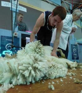 Sam Mackrill pushes the wool before his handpiece at Bendigo.