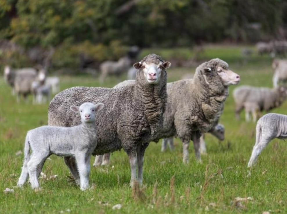 ewes and lambs 5