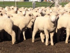 These 3-6 month-old new season Poll Dorset cross new season lambs, 12.4kg cwt and score 2, sold for $96 at Rye Park, NSW, on AuctionsPlus last week.