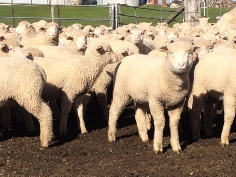 Lamb prices suffer big weekly corrections and buyers switch to ewe buying Sheep Central