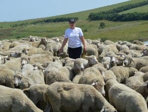 Professor Selionova with some North Caucasian mutton-wool sheep