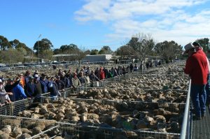 The Elders Ouyen team sold lambs before a big crowd this week.