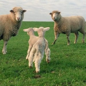 Bred Well Fed Well workshops build ewe management skills. Picture - Craig Hinchliffe.