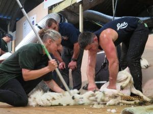 Gareth Daniel on his way to individual and tandem shearing records with Ian Jones, Picture - Shearing Sports Wales. 