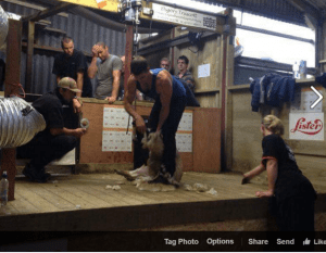 Ivan Scott in action. Picture - Irish Sheep Shearers Assoc.