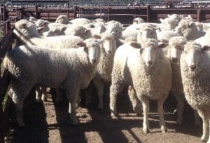 These mixed sex March-April 2016 drop Border Leicester-Dohne cross lambs, 17.7kg cwt and score 3, sold for $140.50 at Goodooga, NSW, on AuctionsPlus last week.