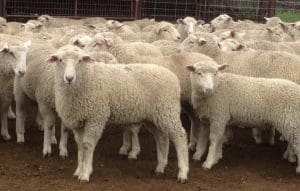 These March-May drop mixed sex Border Leicester-Dohne cross lambs at Collarenebri, NSW, sold for $128 on AuctionsPlus last week.