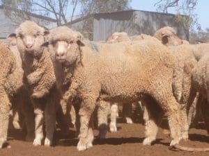 These early March shorn September-October drop Merino lambs, 18kg cwt and mostly score 2, sold for $98 at Bourke, NSW, on AuctionsPlus.
