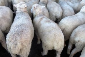 These April-May drop Poll Dorset cross lambs at Hay, NSW, sold for $151.90 for late August delivery on AuctionsPlus today.