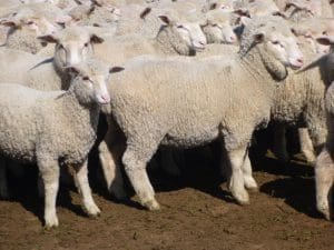 These unshorn April-May 2016 drop White Suffolk cross lambs, 16.1kg cwt and mostly score 3, sold for $115.50 at Coonamble in NSW on AuctionsPlus yesterday.