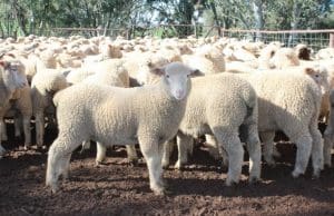 These March-April drop new season White Suffolk cross lambs, 15.1kg cwt and score 2, sold for $119.50 at Cootamundra on AuctionsPlus yesterday. 