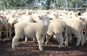 These March-April drop new season White Suffolk cross lambs, 15.1kg cwt and score 2, sold for $119.50 at Cootamundra on AuctionsPlus yesterday.
