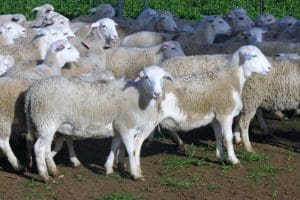 These mixed sex March-April drop young White Dorper lambs at Hay, NSW, sold for $129.60 for September 1 delivery on AuctionsPlus today.