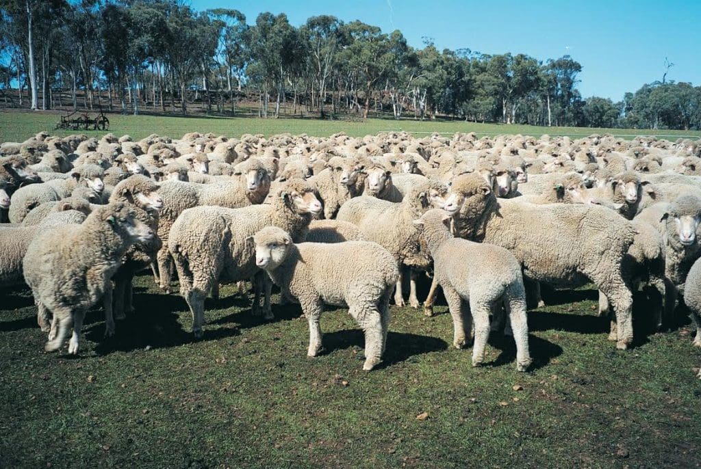 Western Australian lamb returns need to increase to justify unseasonal