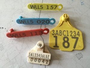 NSW LLS tags Aug22-16